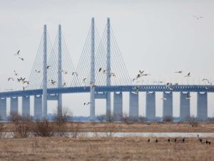 Siden de naturplejende rydninger er flere arter vendt tilbage til øen. Foto: Øresundsbron